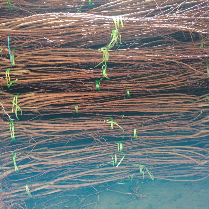 珍珠油杏苗产量特丰产口感甜香核香甜丰产稳产现挖现卖