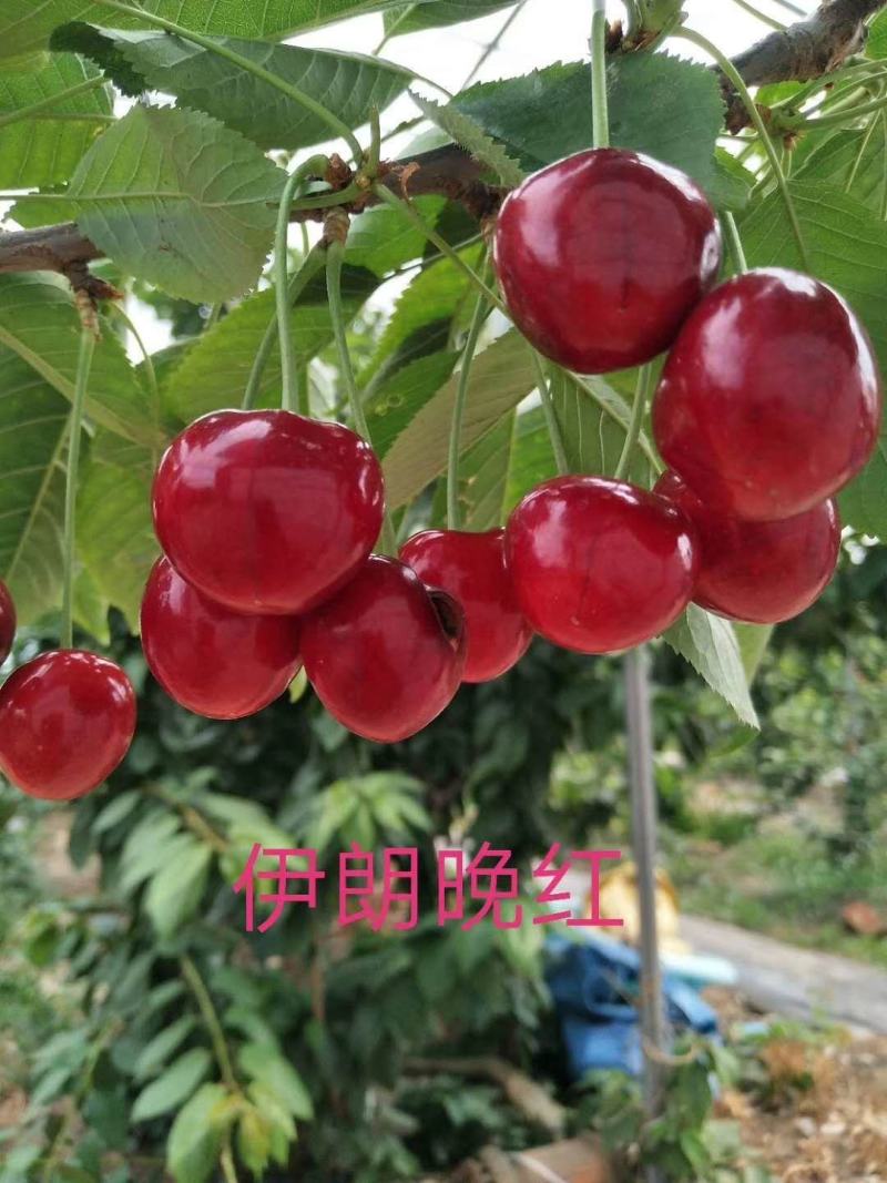 樱桃树，红灯，美早，沙密豆樱桃树苗现挖现卖大樱桃树
