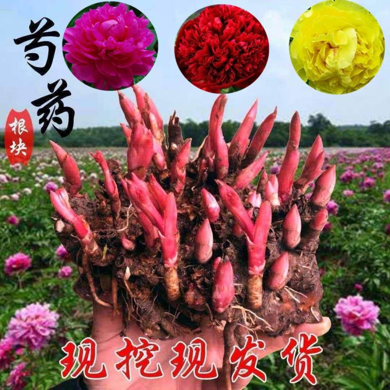 芍药花根多年生种根花卉盆栽地栽室内庭院观花植物花苗芍药根