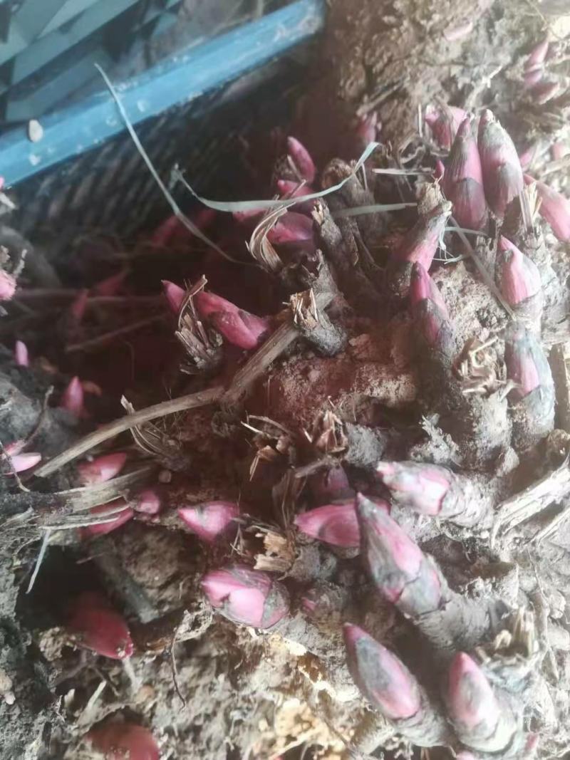 芍药花根多年生种根花卉盆栽地栽室内庭院观花植物花苗芍药根