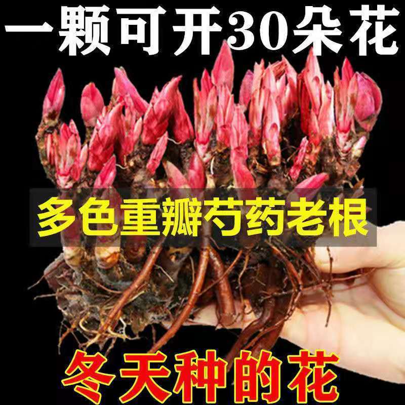 芍药花根多年生种根花卉盆栽地栽室内庭院观花植物花苗芍药根