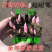 芍药花根多年生种根花卉盆栽地栽室内庭院观花植物花苗芍药根