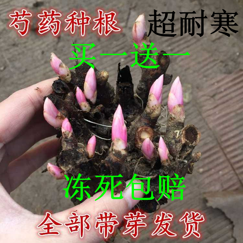 芍药花根多年生种根花卉盆栽地栽室内庭院观花植物花苗芍药根