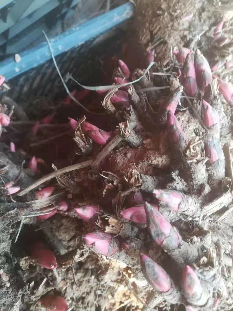 芍药花根多年生种根花卉盆栽地栽室内庭院观花植物花苗芍药根