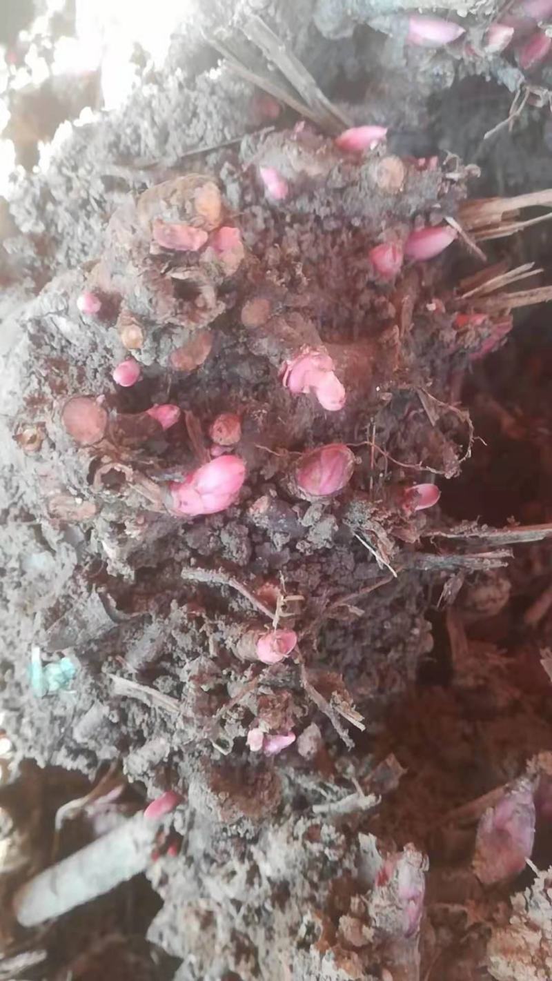 芍药花根多年生种根花卉盆栽地栽室内庭院观花植物花苗芍药根