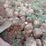 白魔芋子芋二芋魔芋种子出售实地看货200斤起