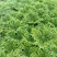 白魔芋子芋二芋魔芋种子出售实地看货200斤起