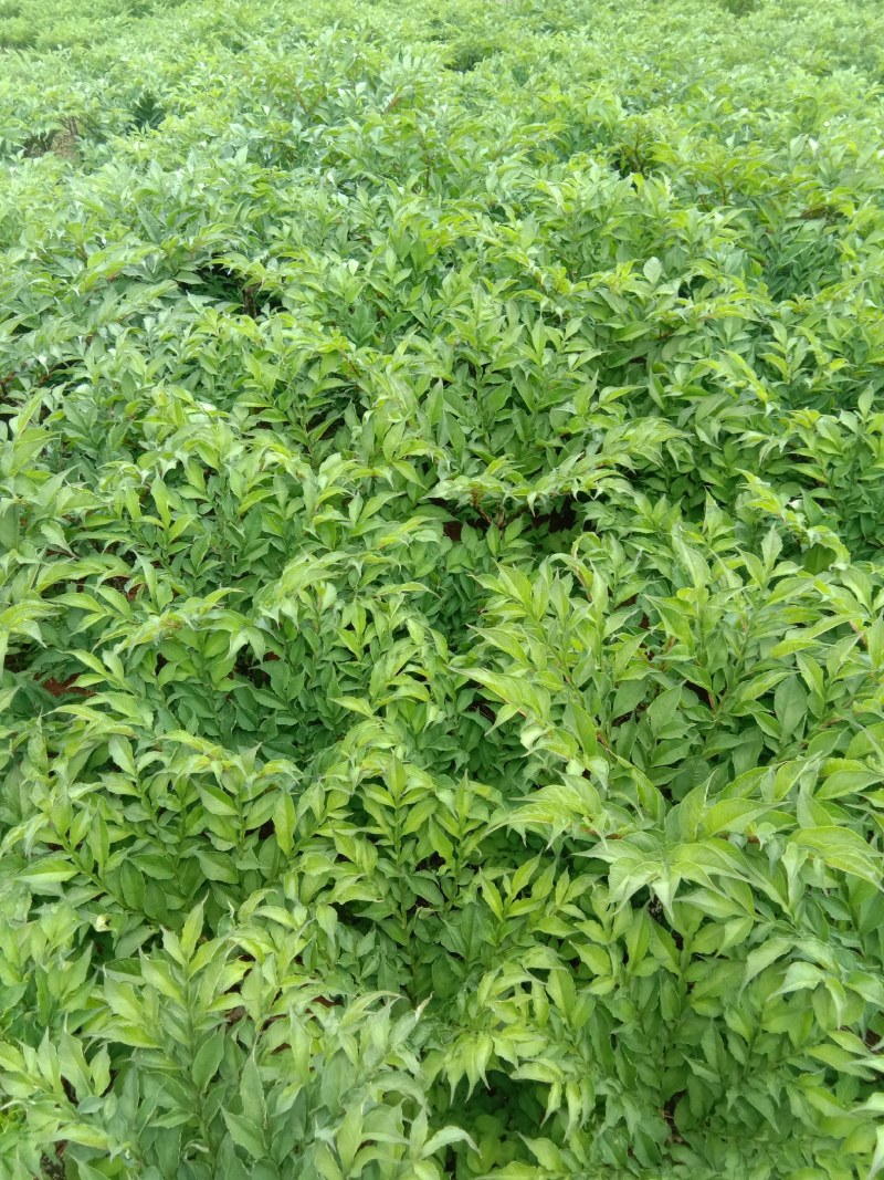 白魔芋子芋二芋魔芋种子出售实地看货200斤起