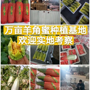 羊角蜜甜瓜博洋甜瓜大量现货精品羊角蜜甜瓜