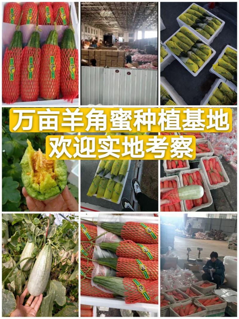 羊角蜜甜瓜博洋甜瓜大量现货精品羊角蜜甜瓜