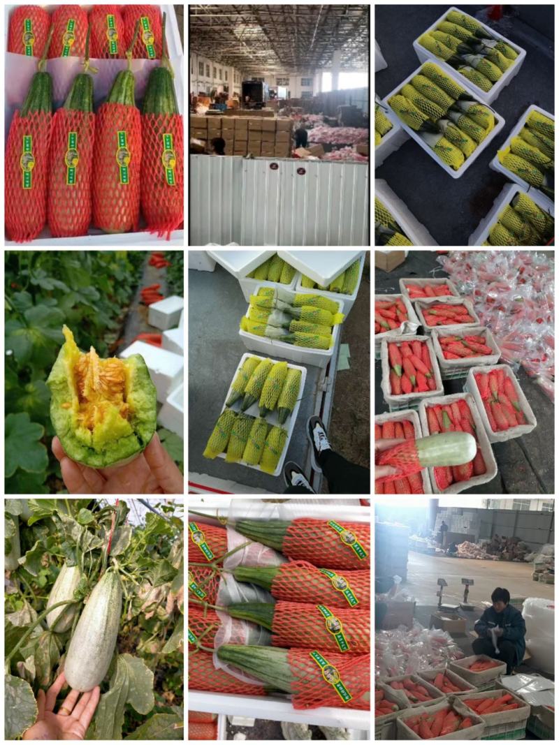 羊角蜜甜瓜博洋甜瓜大量现货精品羊角蜜甜瓜