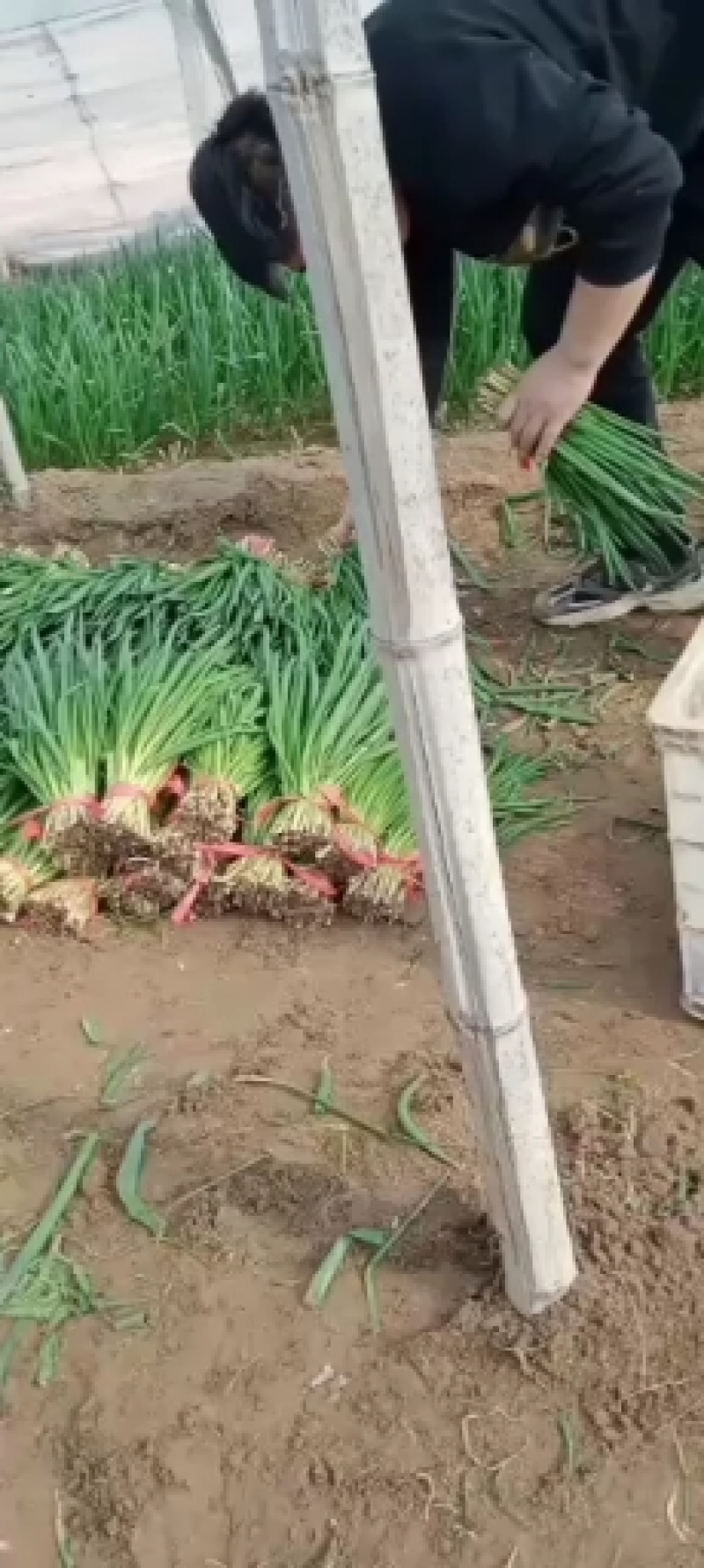 小葱，一手货源，产地直销，
