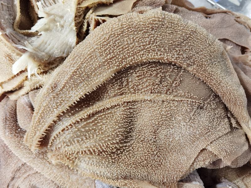 水牛大叶片可贴牌（10件起售足秤足量）