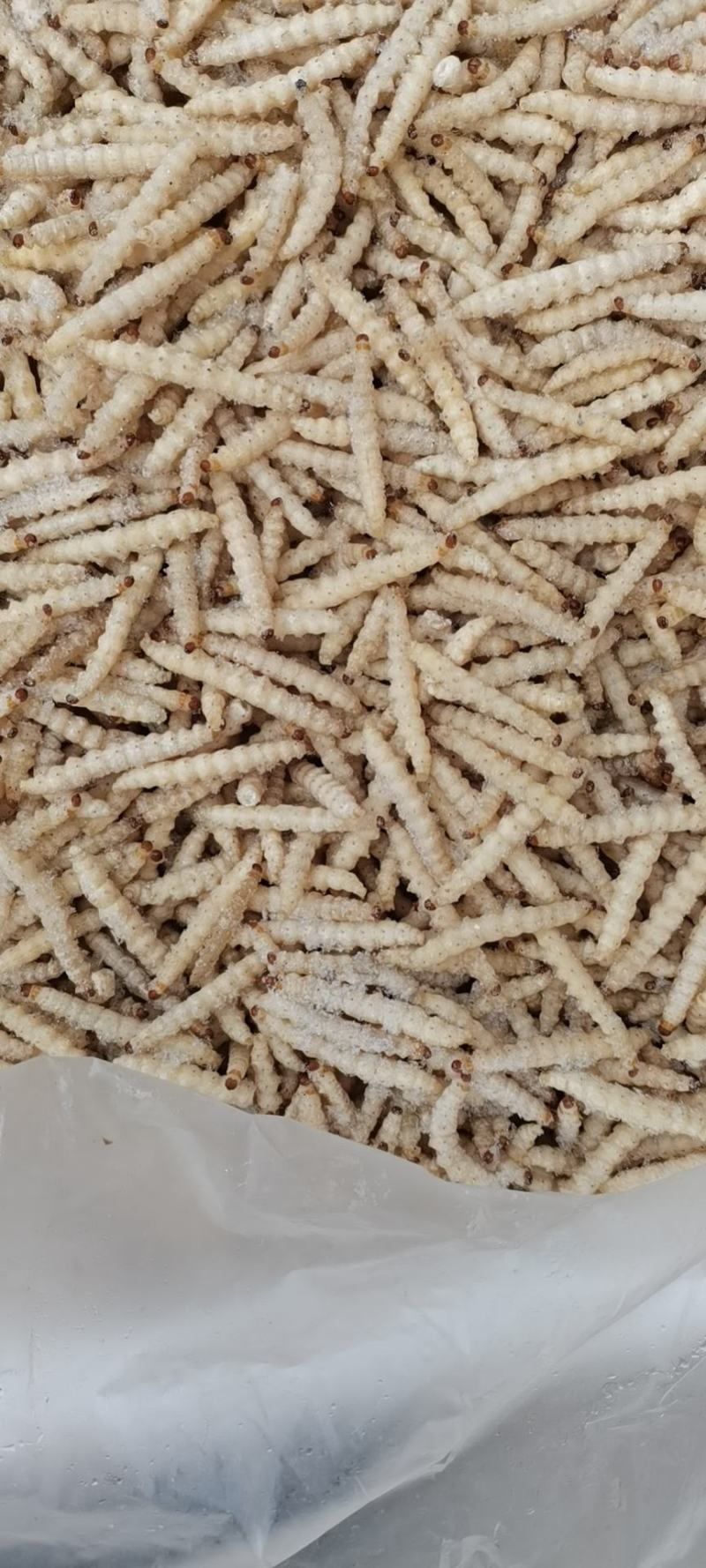 竹虫（深山老竹林的上等美食佳品）