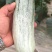 山东青州博洋61甜瓜羊角蜜大量上市，量大从优，产地直发