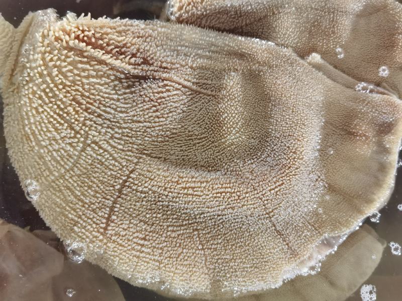 水牛大叶片可贴牌（10件起售足秤足量）