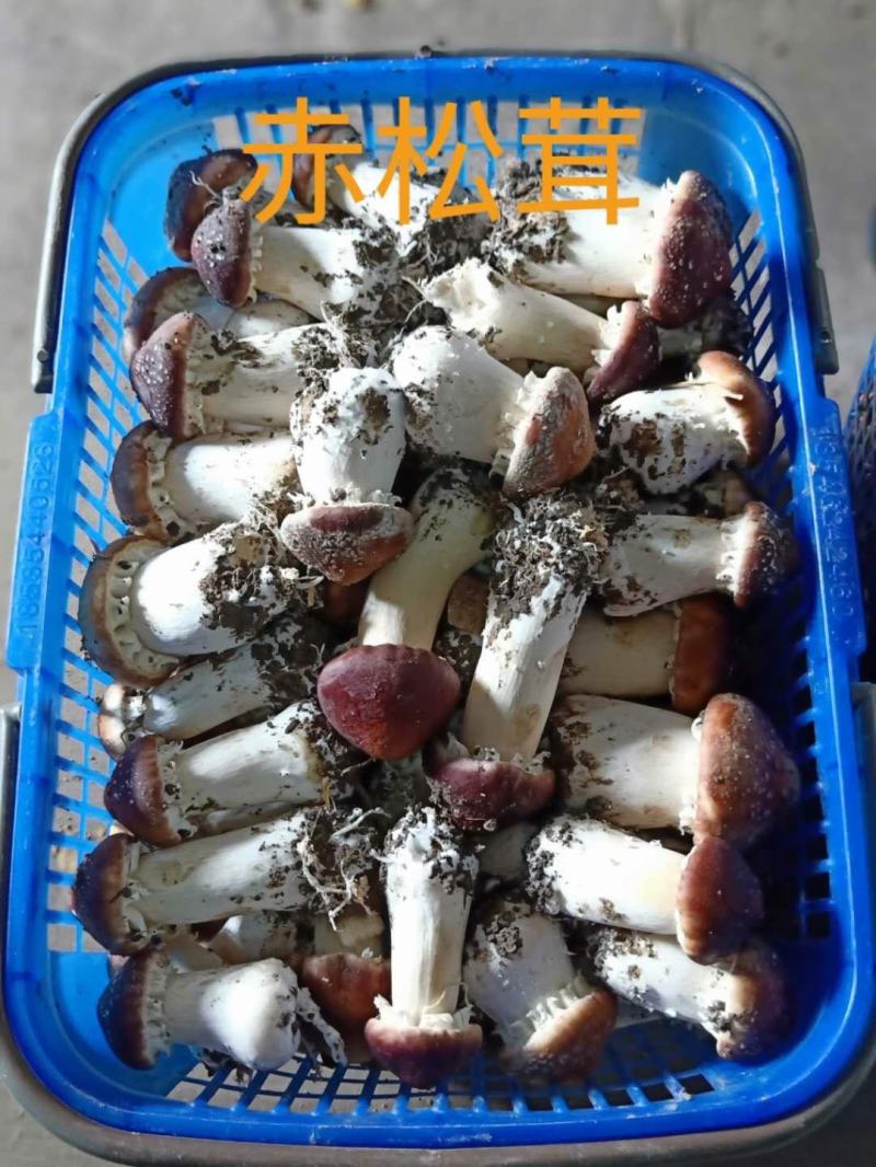 广东省清远市清新区石潭镇赤松茸种植场有赤松茸菇出售了