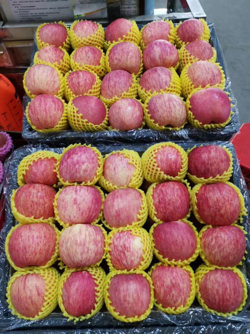 【精品洛川红富士苹果】大量供应！商品果通货高检齐全