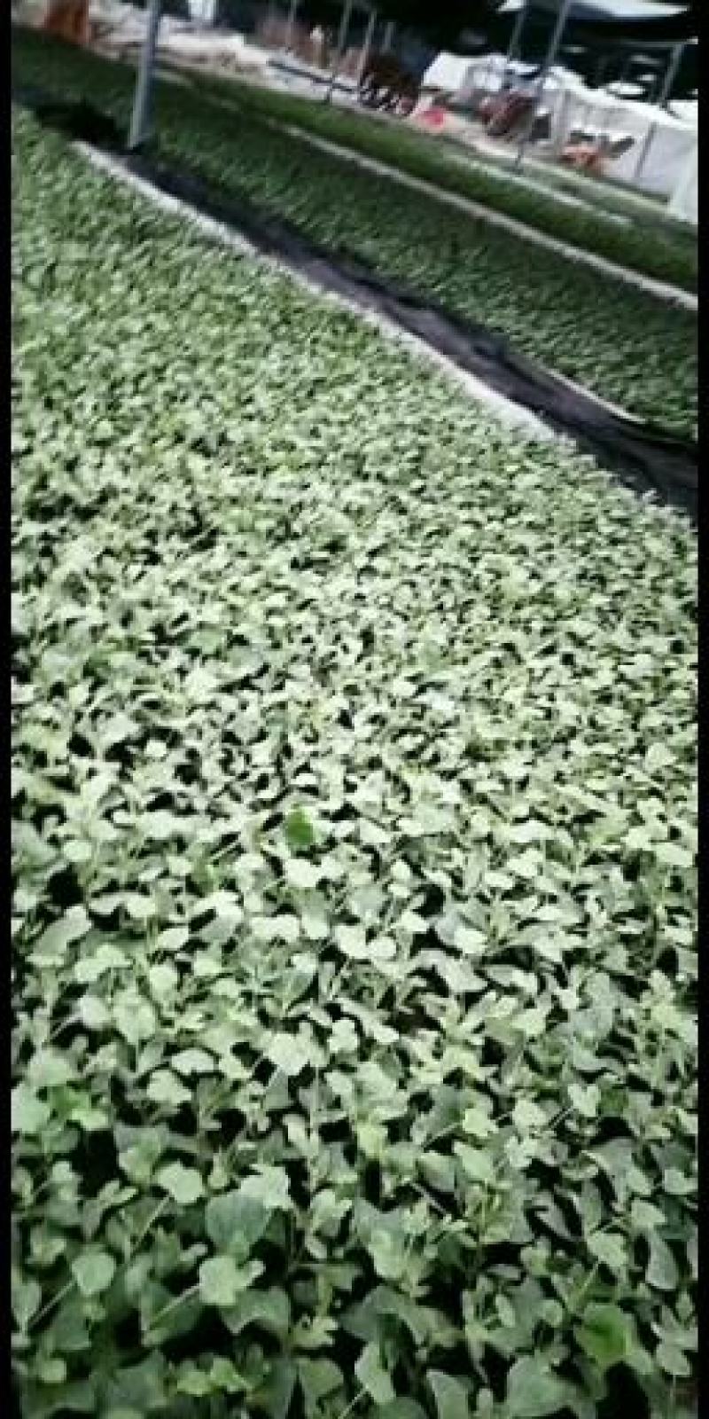 浙苗专业，8424，美都，特小凤，嫁接苗精品精选，棵棵成