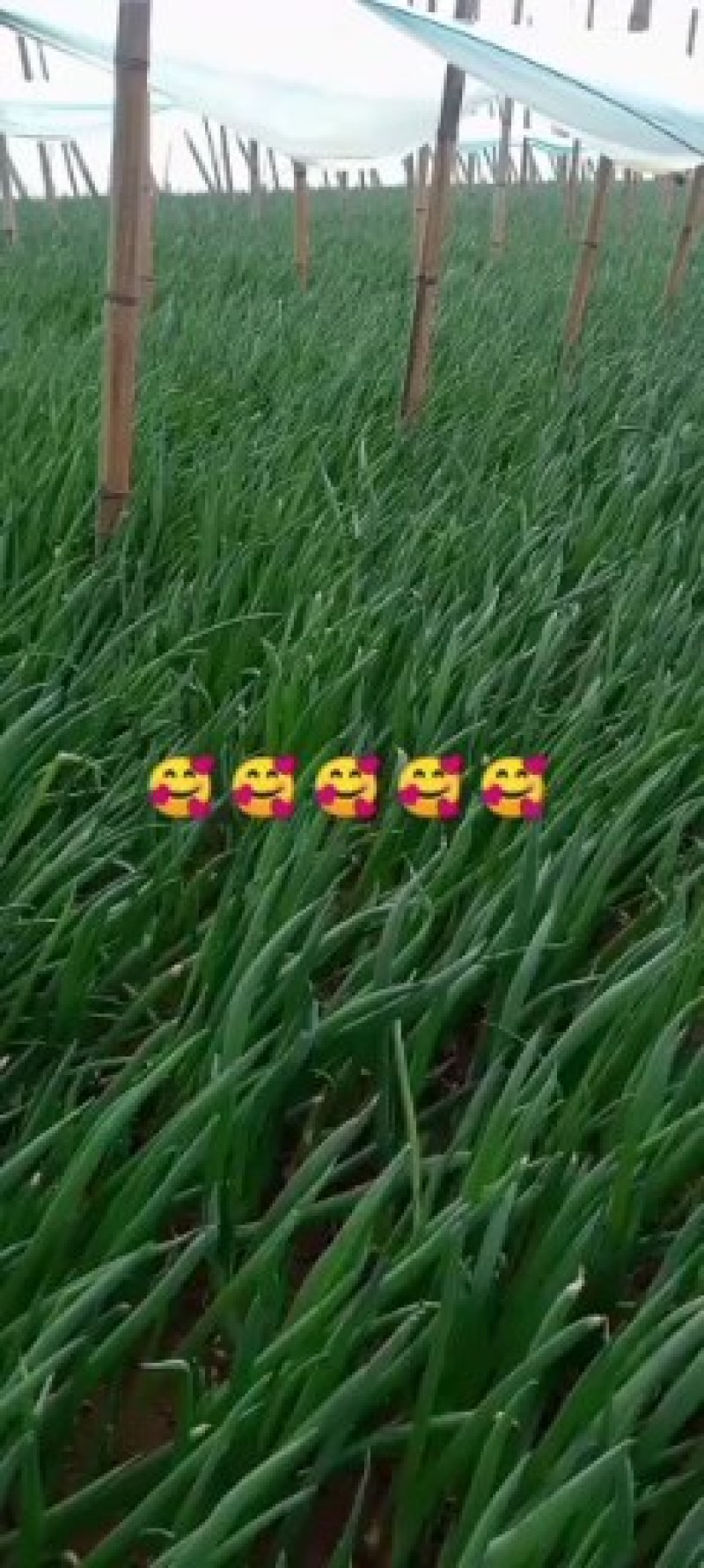 小葱一手货源产地直销自己家的好说话，没有中间商