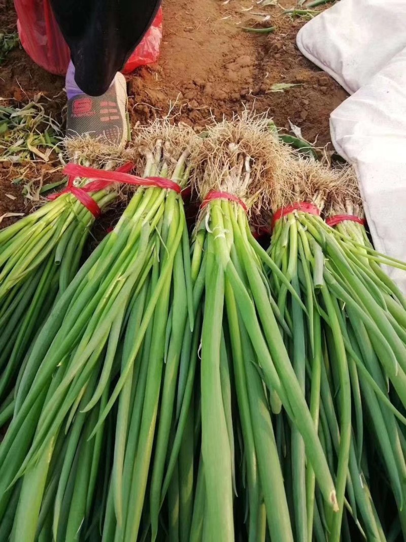小葱一手货源产地直销自己家的好说话，没有中间商