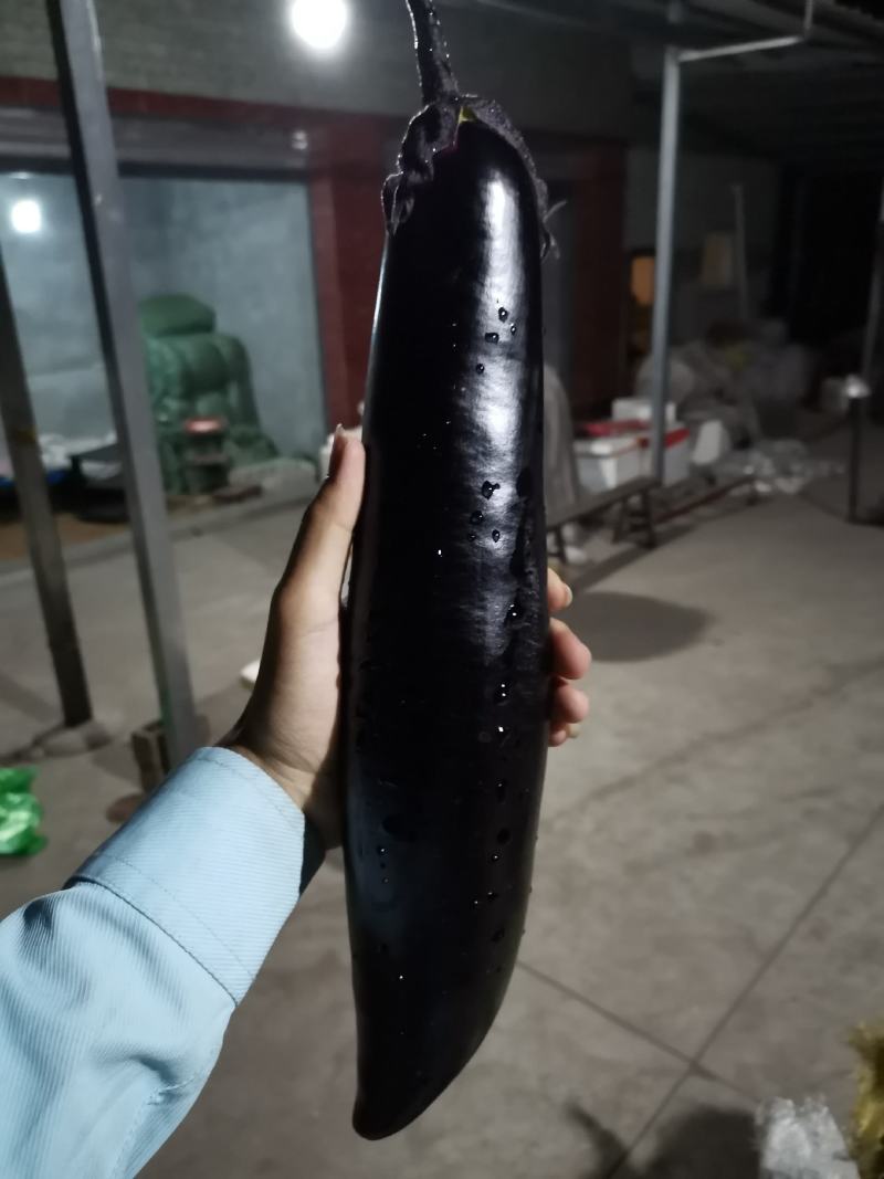 配套冷库，四川墨茄，精品墨茄长茄茄子，烤茄，非红茄圆茄