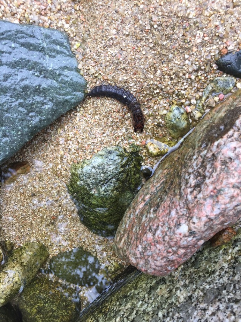 爬沙虫，水蜈蚣，长期供应，天然山泉水中生长！长期有货！