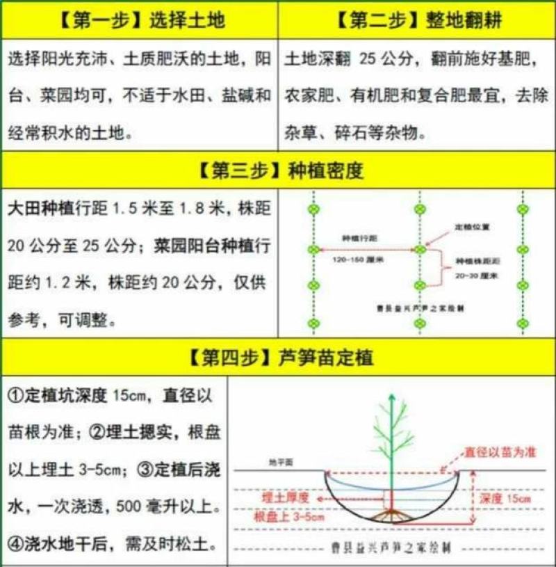曹县特产紫色芦笋苗可生吃的芦笋3年苗。
