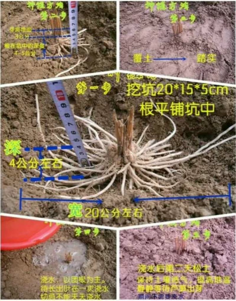 曹县特产紫色芦笋苗可生吃的芦笋3年苗。
