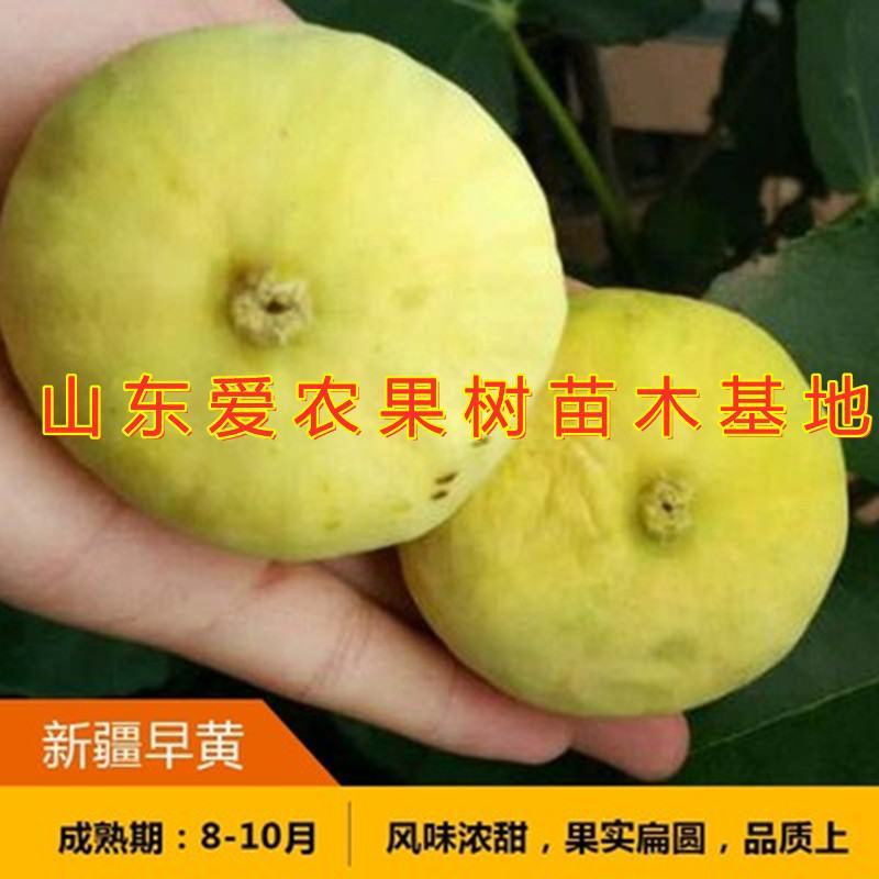 新疆早黄无花果苗好养易活包品种包结果新品种无花果苗