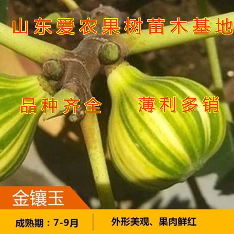 新疆早黄无花果苗好养易活包品种包结果新品种无花果苗