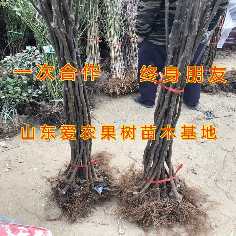 新疆早黄无花果苗好养易活包品种包结果新品种无花果苗