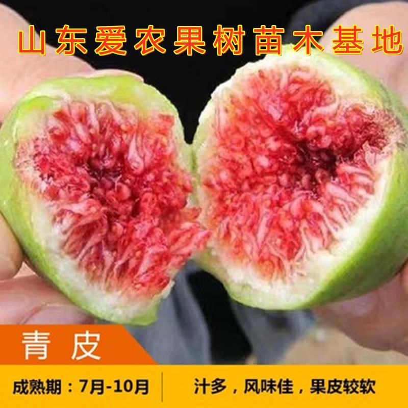 新疆早黄无花果苗好养易活包品种包结果新品种无花果苗