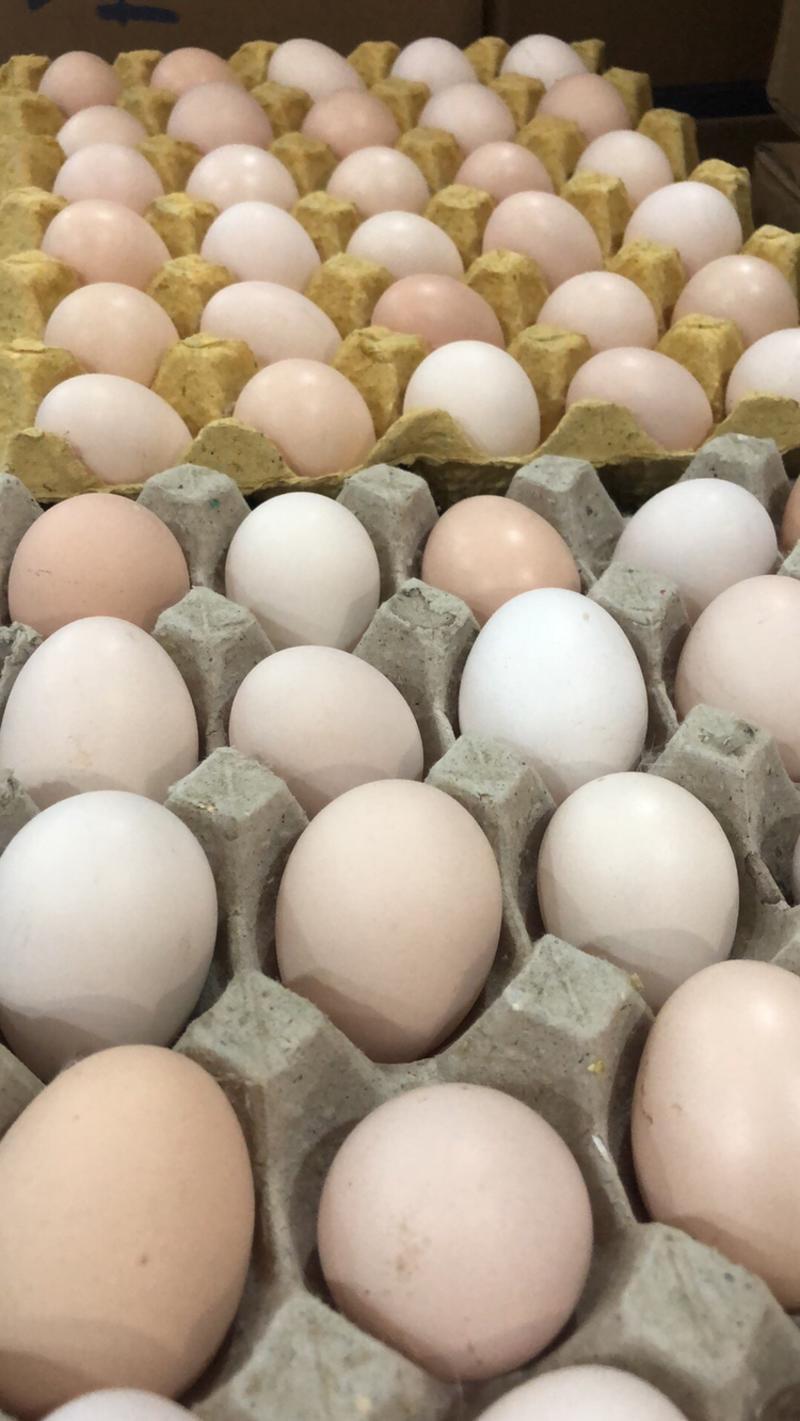 社团专用山东散养土鸡蛋可另外包装