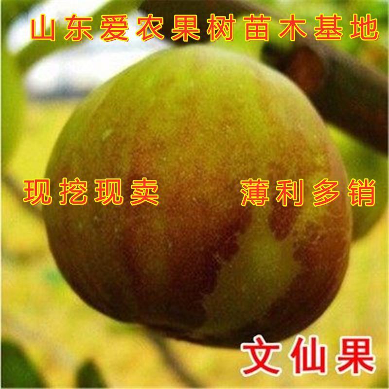 日本紫果无花果苗新品种好养易活南北方种植无花果苗