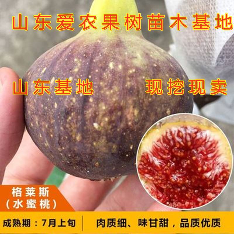 日本紫果无花果苗新品种好养易活南北方种植无花果苗