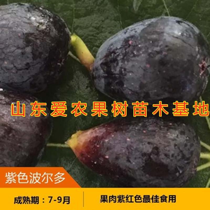 日本紫果无花果苗新品种好养易活南北方种植无花果苗