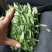 空心菜带老杆空心菜苗翁菜种苗