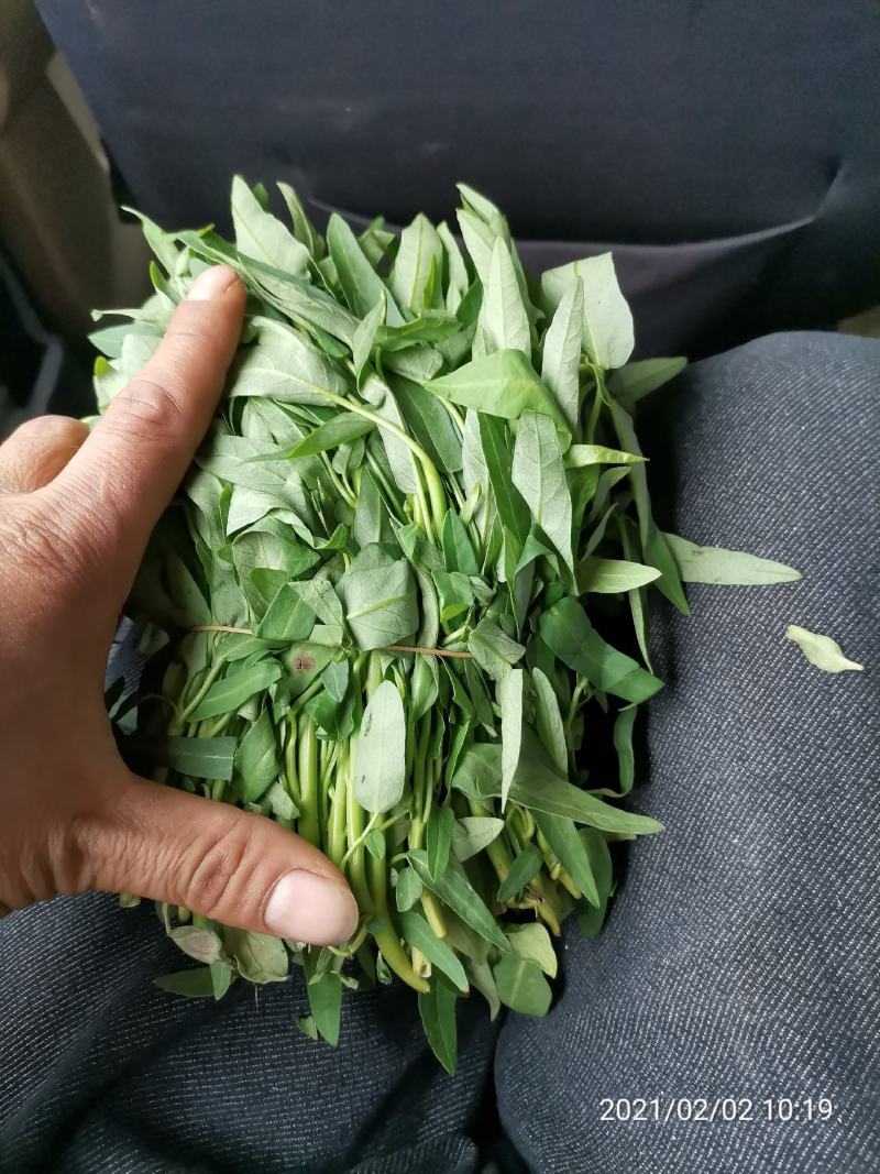 空心菜带老杆空心菜苗翁菜种苗