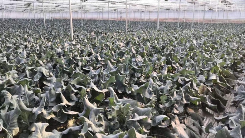 西兰花大量上市，大棚种植，货源稳定，可持续供货