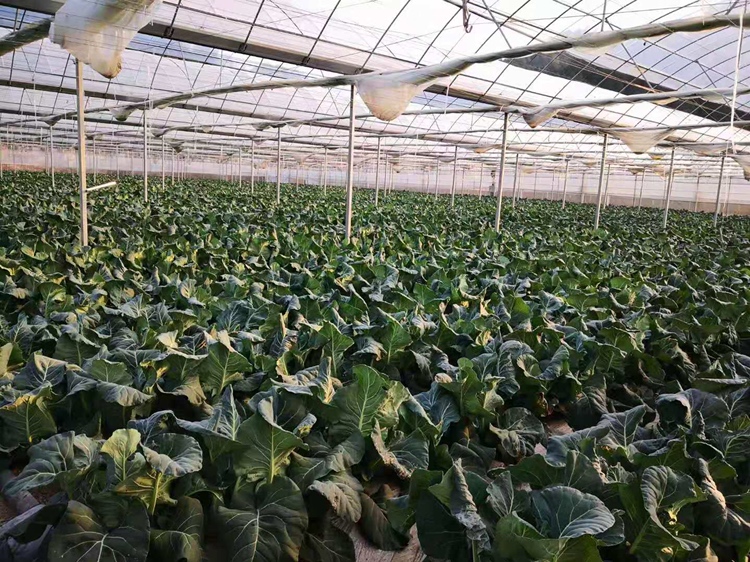 西兰花冬季大棚种植示意图