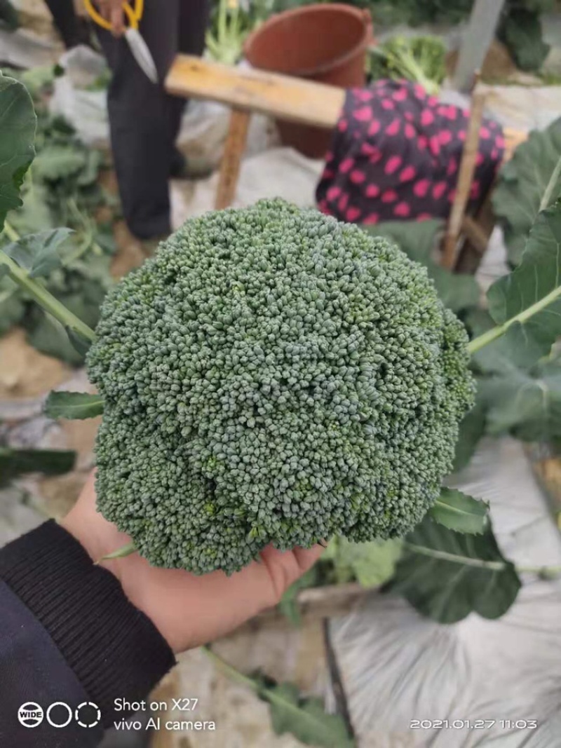 西兰花大量上市，大棚种植，货源稳定，可持续供货