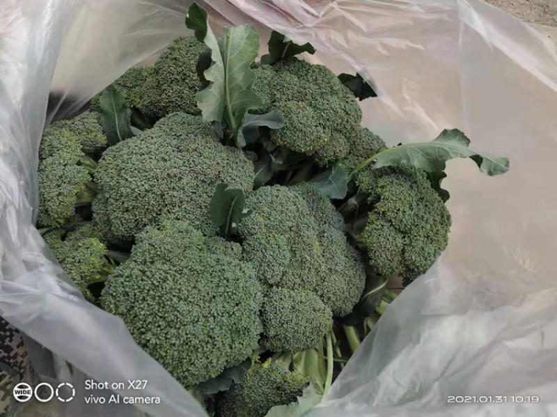 西兰花大量上市，大棚种植，货源稳定，可持续供货