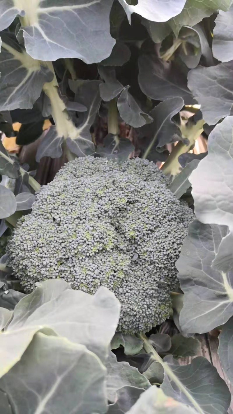 西兰花大量上市，大棚种植，货源稳定，可持续供货
