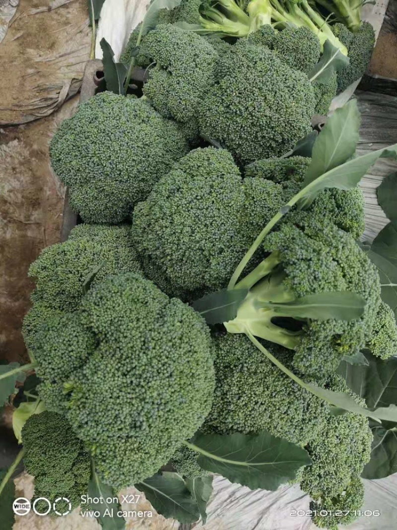 西兰花大量上市，大棚种植，货源稳定，可持续供货