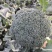 西兰花大量上市，大棚种植，货源稳定，可持续供货