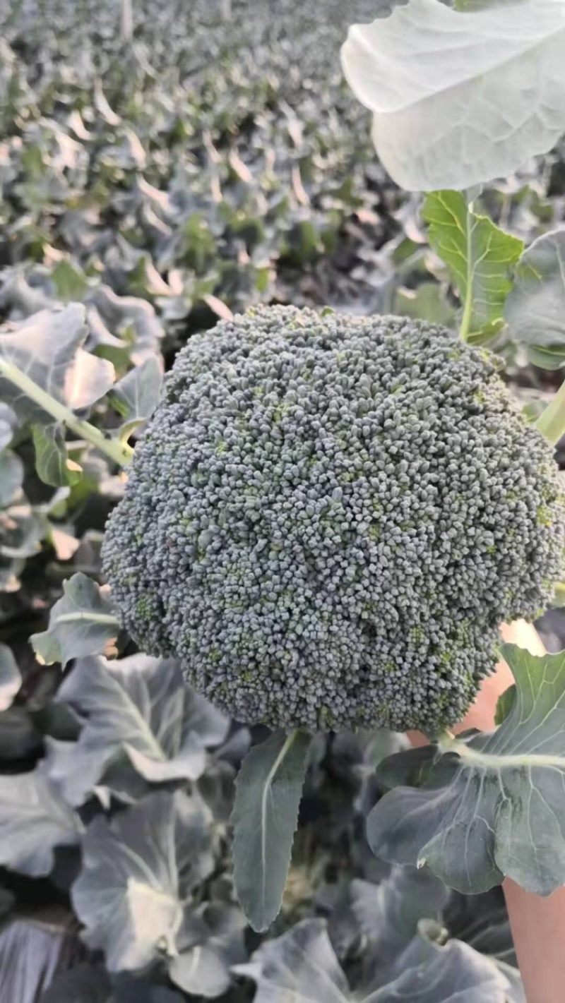 西兰花大量上市，大棚种植，货源稳定，可持续供货