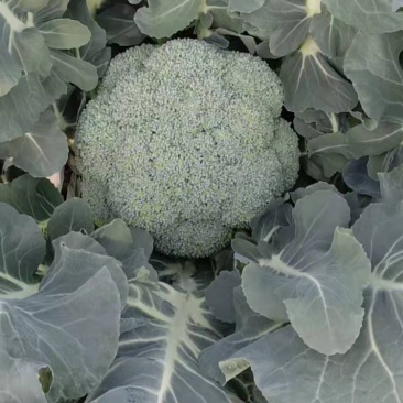 西兰花大量上市，大棚种植，货源稳定，可持续供货