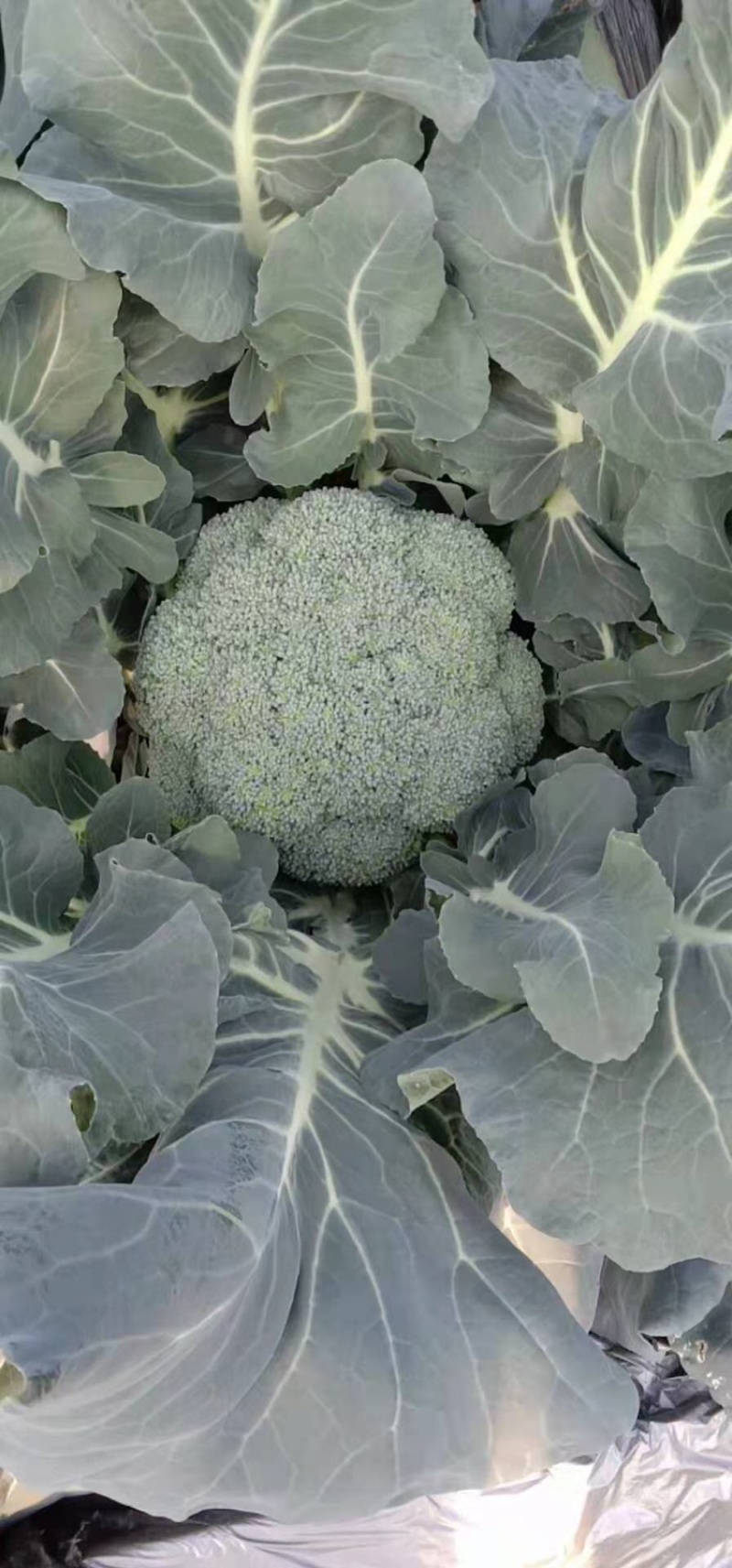 西兰花大量上市，大棚种植，货源稳定，可持续供货