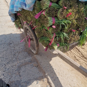 韭菜基地种植紫根韭菜上市中，质优价美可视频看货，价格随行